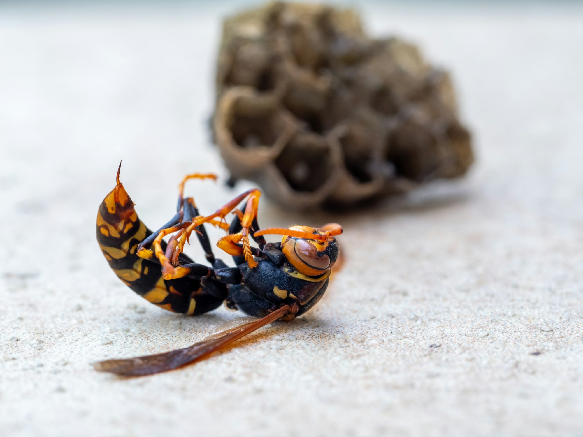 Extermination of paper wasp by insecticide